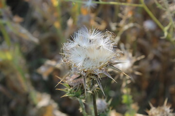thistle in the wind