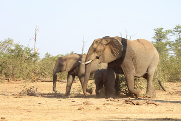 Fototapeta premium Afrikanischer Elefant / African elephant / Loxodonta africana.