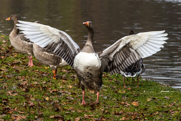 The greylag goose, Anser anser is a species of large goose