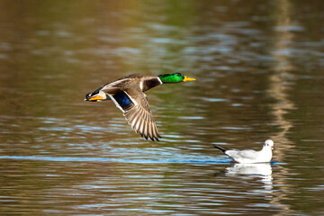 Obraz premium Wild duck or mallard, Anas platyrhynchos flying over a lake