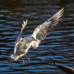 The European Herring Gull, Larus argentatus is a large gull