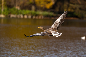 The flying greylag goose, Anser anser is a species of large goose