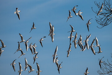 The European Herring Gull, Larus argentatus is a large gull