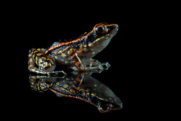 Hylarana picturata frog closeup on reflection with black background, Indonesian tree frog