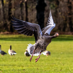 The flying greylag goose, Anser anser is a species of large goose