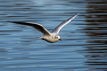 The European Herring Gull, Larus argentatus is a large gull