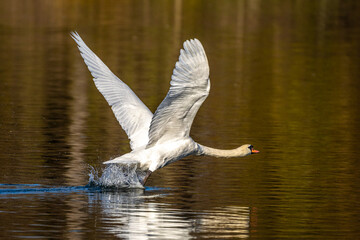 Mute swan, Cygnus olor swimming on a lake