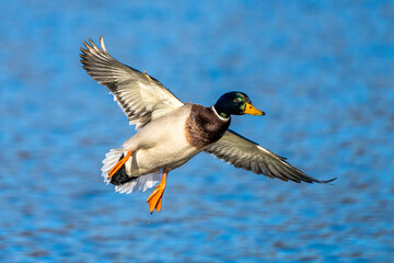 Wild duck or mallard, Anas platyrhynchos flying over a lake