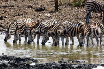 zebras drinking water