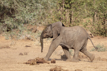 Obraz premium Afrikanischer Elefant / African elephant / Loxodonta africana..