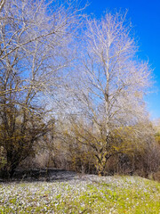 Trees in the snow