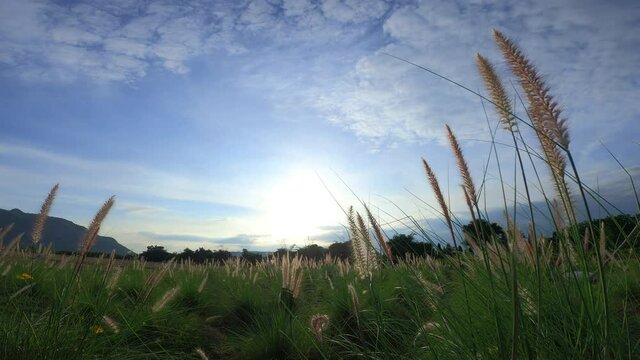 desho grass are blown by wind , breeze. in Thailand 4k  