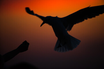 Tourist feeding on seagull at sunset.