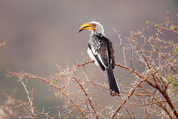 Southern Yellow-billed Hornbill