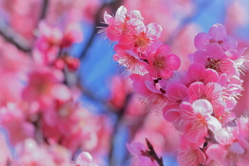 美しいピンクの梅の花