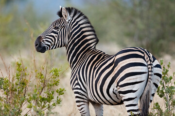 Zebras in freier Wildbahn
