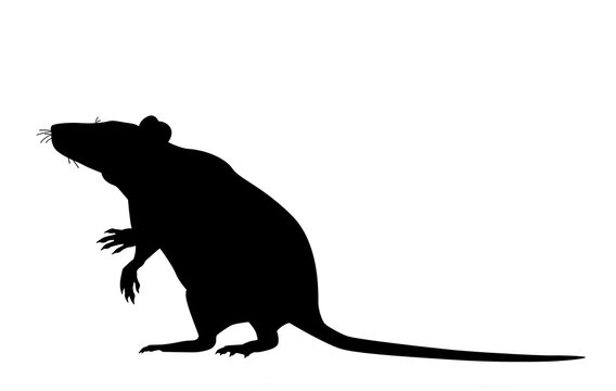 white Mouse, rat linear icon. Rodent.  illustration. Pest. Contour symbol. Raster isolated outline drawing.  isolated on white background.
