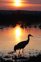 The common crane (Grus grus), also known as the Eurasian crane at sunrise.Silhouette of a crane at sunrise, the sun is reflected on the surface of a northern lake.