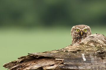 The little owl (Athene noctua) head with dry trunk. Portait of the owl with yellow eyes with green background.