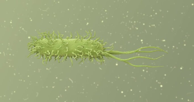 Bacteria Under The Microscope. Prokaryotic Cell animation.