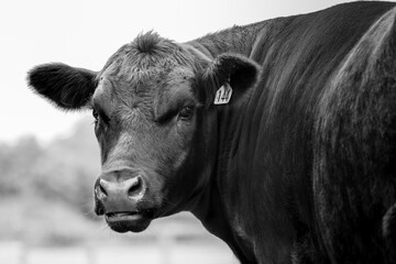 Angus Beef Cow on a farm - obrazy, fototapety, plakaty