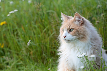 Naklejka na ściany i meble A portrait of a norwegian forest cat male in a meadow 