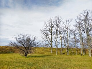 Obraz premium Tree with fallen leaves