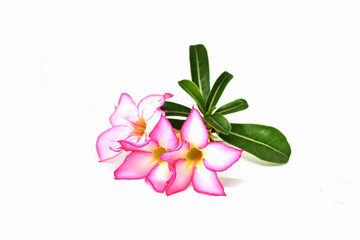 pink flower of Adenium obesum on white background(focus selection).