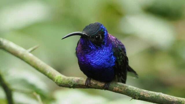 Violet Sabrewing - Campylopterus hemileucurus very large hummingbird native to southern Mexico and Central America as far as Costa Rica and Panama.
