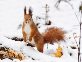 Bushy tailed eurasian red squirrel sitting on a tree branch in the winter snow and looking out