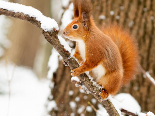 Cute funny bushy tailed eurasian red squirrel sitting on a tree branch in the winter snow