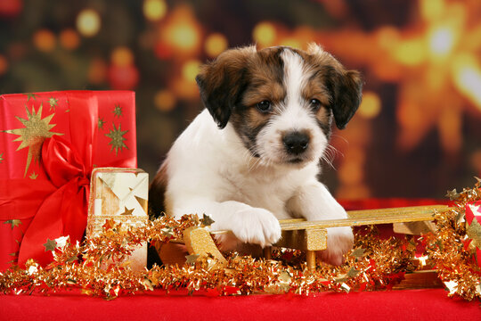 cute kromfohrländer puppy dog lying on christmassy background