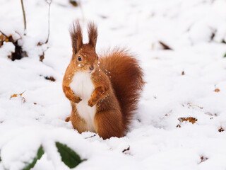 Funny cute red squirrel with a bushy tail in the snow, looking at the camera