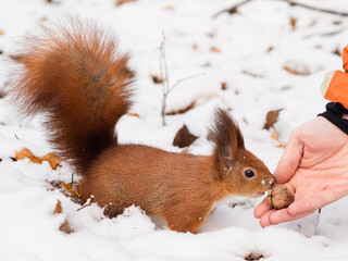 Cute funny bushy tailed red squirrel sniffs and eats a big walnut nut off a human hand