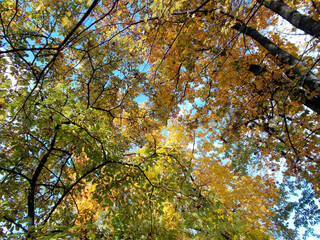 Autumn trees in the park synny day blue sky.