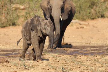Afrikanischer Elefant / African elephant / Loxodonta africana.