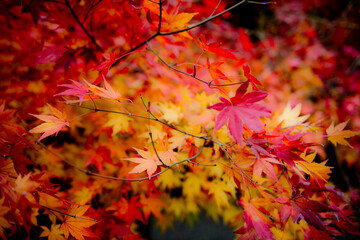 長興山妙本寺の紅葉, 鎌倉, 日本