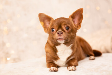 Close-up of cute little Christmas dog Chihuahua dog lying on the bed. It's good to be home