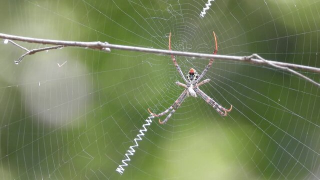 spider in web waiting ..