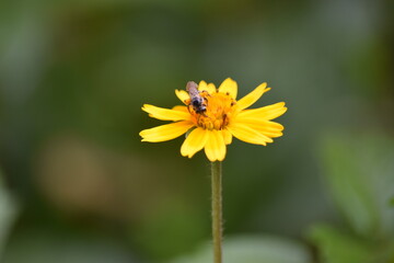 bee on a dandelion