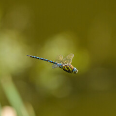 dragonfly migrant hawker (Aeshna mixta) in flight