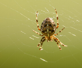 European garden, diadem or cross spider, orangie or crowned orb weaver (Araneus diadematus) on a web