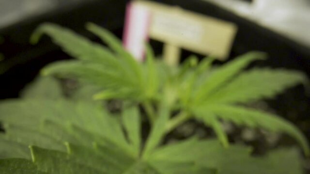 Lush Green Leaves Of Kush Cannabis Plant With Kissner Kush Label. - close up
