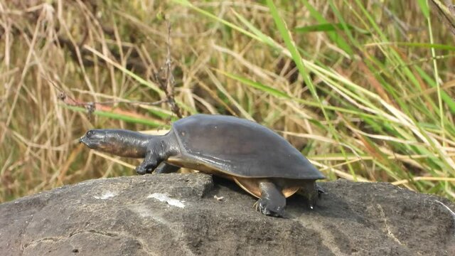 Tortoise in pond area waiting for food ..