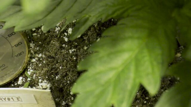 Lush Green Leaves Of Cannabis With Label And Hygrometer On Garden Soil. - high angle