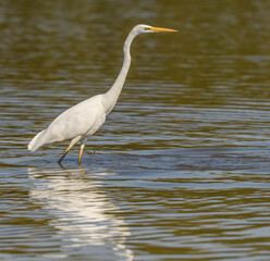 great egret (Ardea alba) alias common, large or great white egret or heron wading in pond