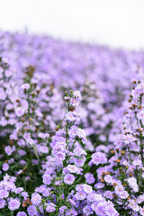 Fresh Margaret flower field garden at the mountain