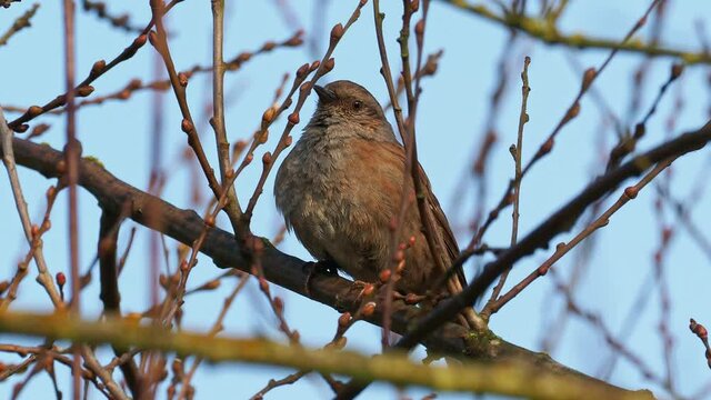 Dunnock - Prunella modularis bird singing on the tree in the forest, small passerine brown and grey or blue bird, also called hedge accentor, hedge sparrow or hedge warbler.