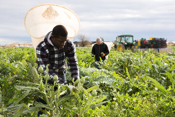 African American worker with special backpack gathering in crops of ripe green artichokes on farm plantation