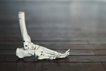 A plastic model of a human skeleton foot stands on a wooden floor.